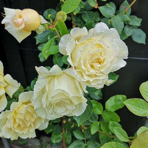 Rosa Big Ben™ - galben - Trandafir copac cu trunchi înalt - cu flori în buchet - coroană curgătoare